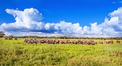 Minneriya NP