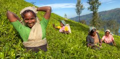 Teepflückerinnen bei der Arbeit in einem Teefeld in Sri Lanka