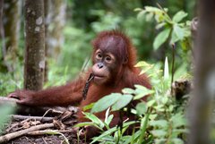 Sumatra-Orang-Utan Pongo abelii; Rainforest School; Regenwaldschule; Klettertraining; Batu Mbelin; SOCP; Sumatra
