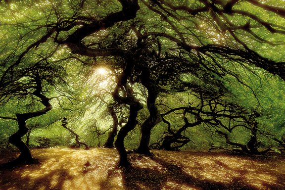 Explora-Reportage Die Seele des Waldes