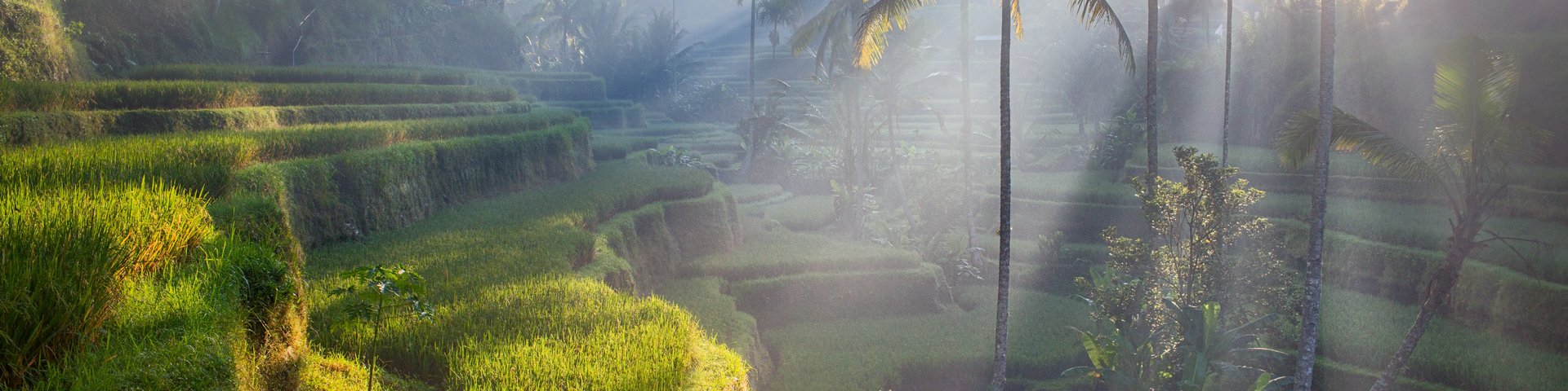 Reisfelder in Bali, Indonesien