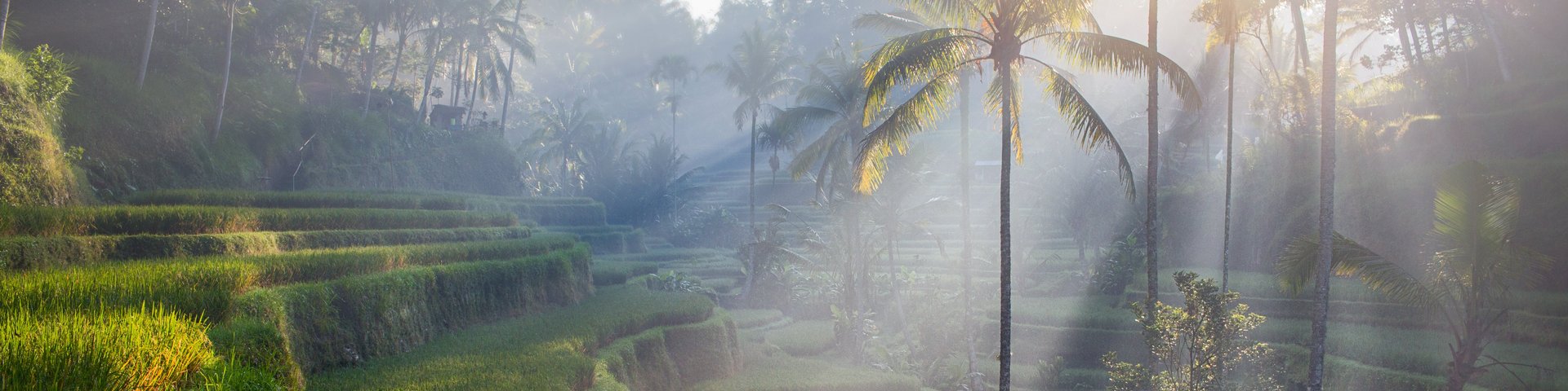 Reisfelder in Bali, Indonesien