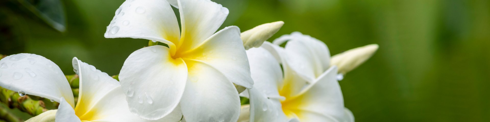 Frangipani