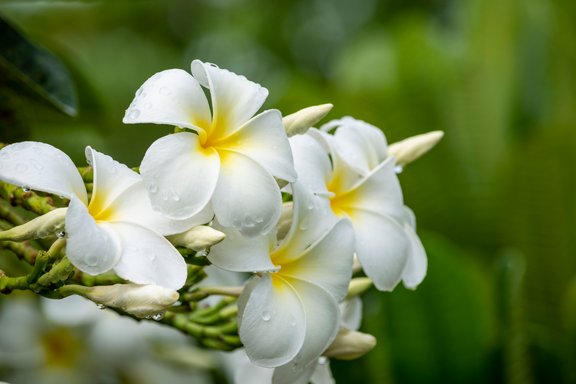 Frangipani