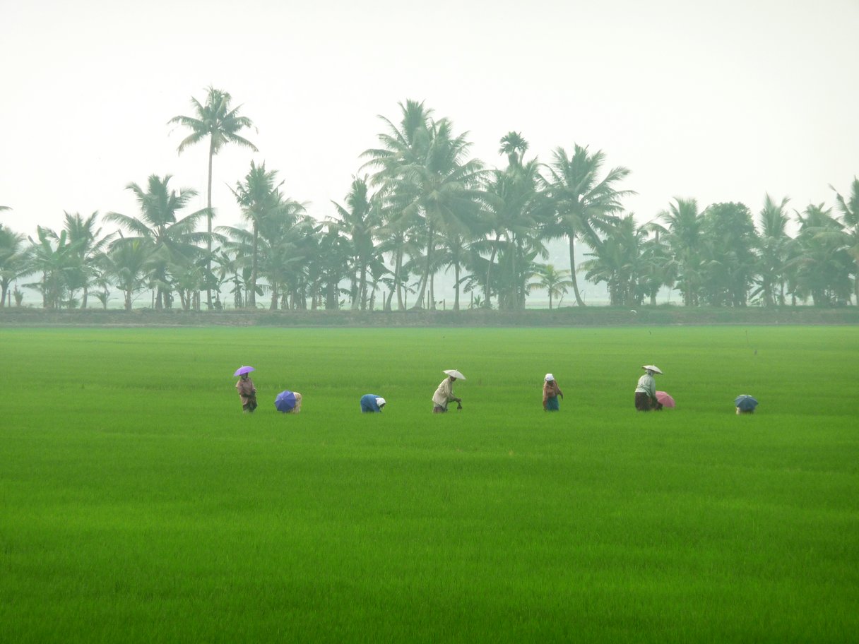 Reisfeld während der Monsunzeit