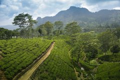 Sri Lanka Berglandschaft Teeplantagen 