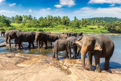 Elefanten in Sri Lanka