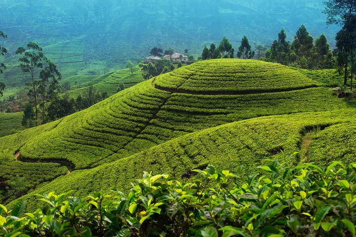 Teeplantage Sri Lanka