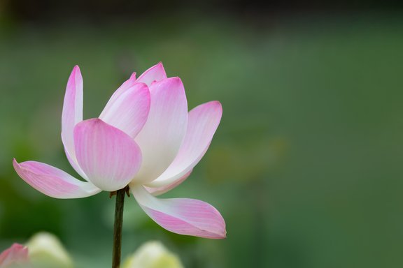 Lotus-Blume