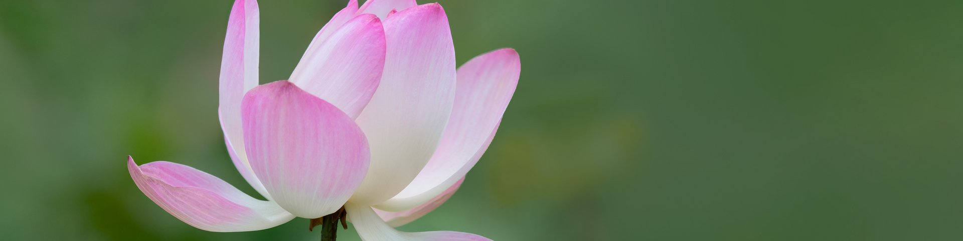 Lotus-Blume