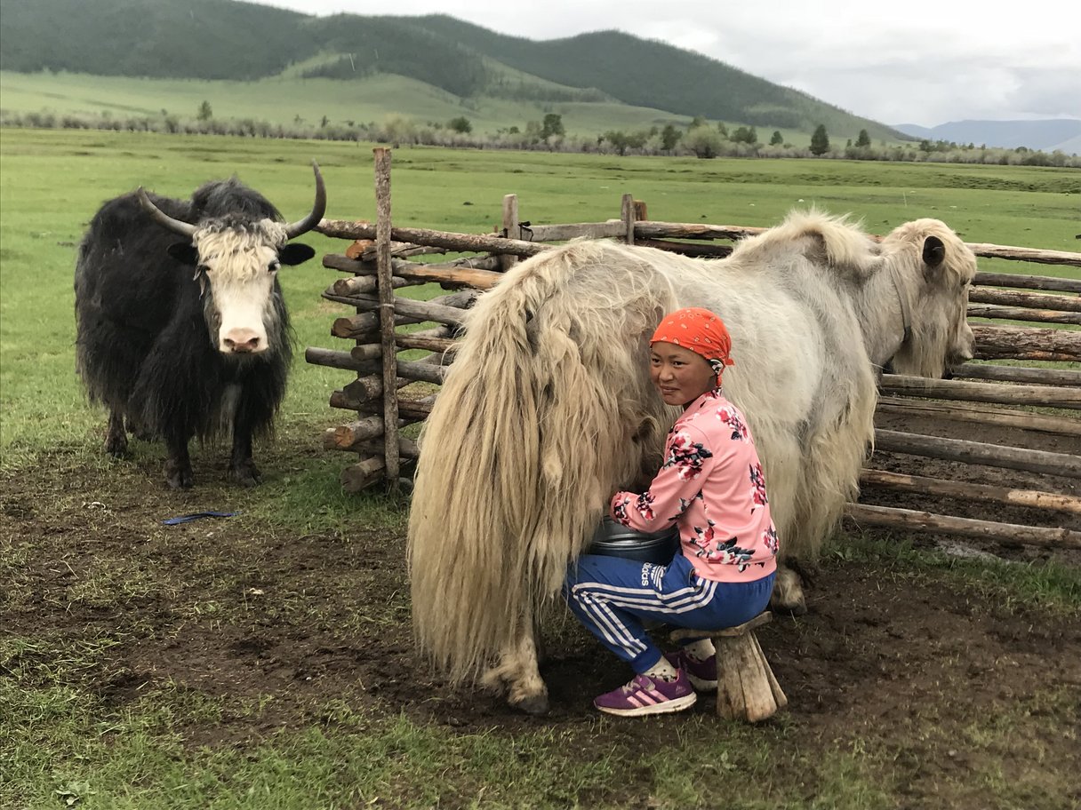 Mädchen melkt ein Yak im Arkhangai Aimag