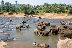 Elefanten Sri Lanka am baden 