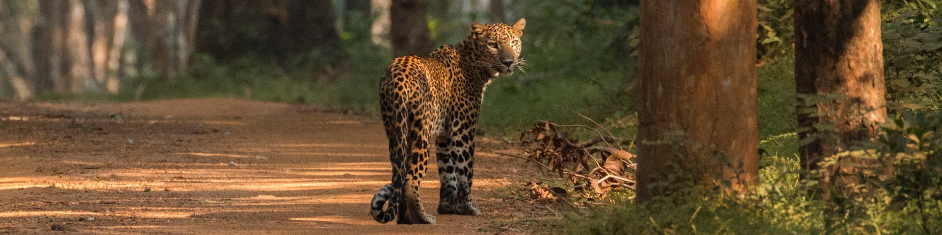 Leopard Wilpattu NP