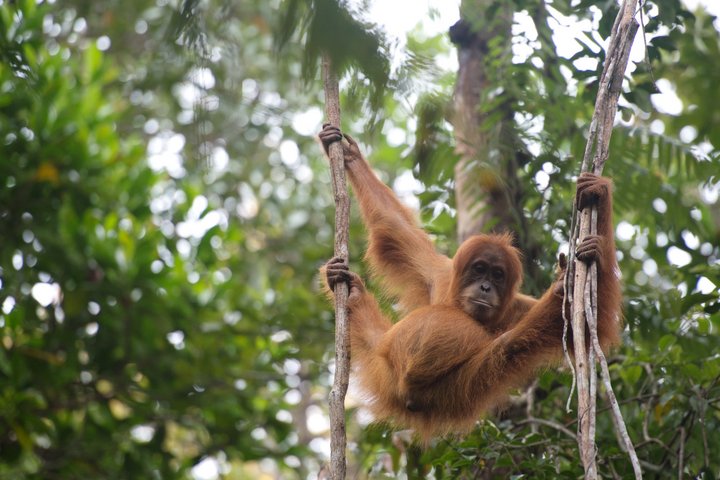 Sumatranischer Orang-Utan Pongo pygmaeus abeli; Sumatra; Auswilderungsstation Jantho; PanEco/SOCP