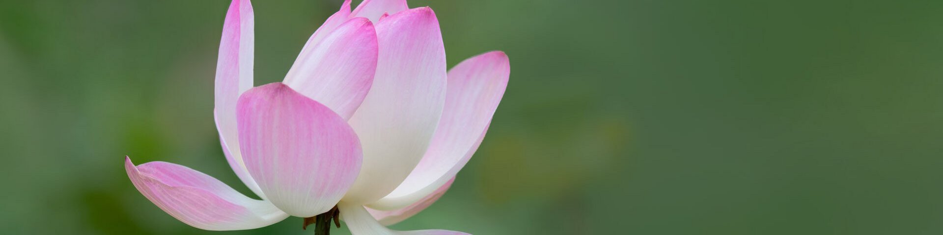 Lotus-Blume