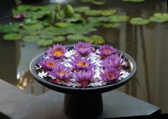 Lotus-Blumen