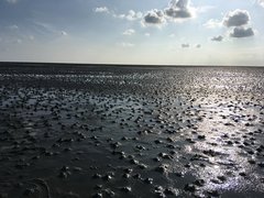 Wattenmeer