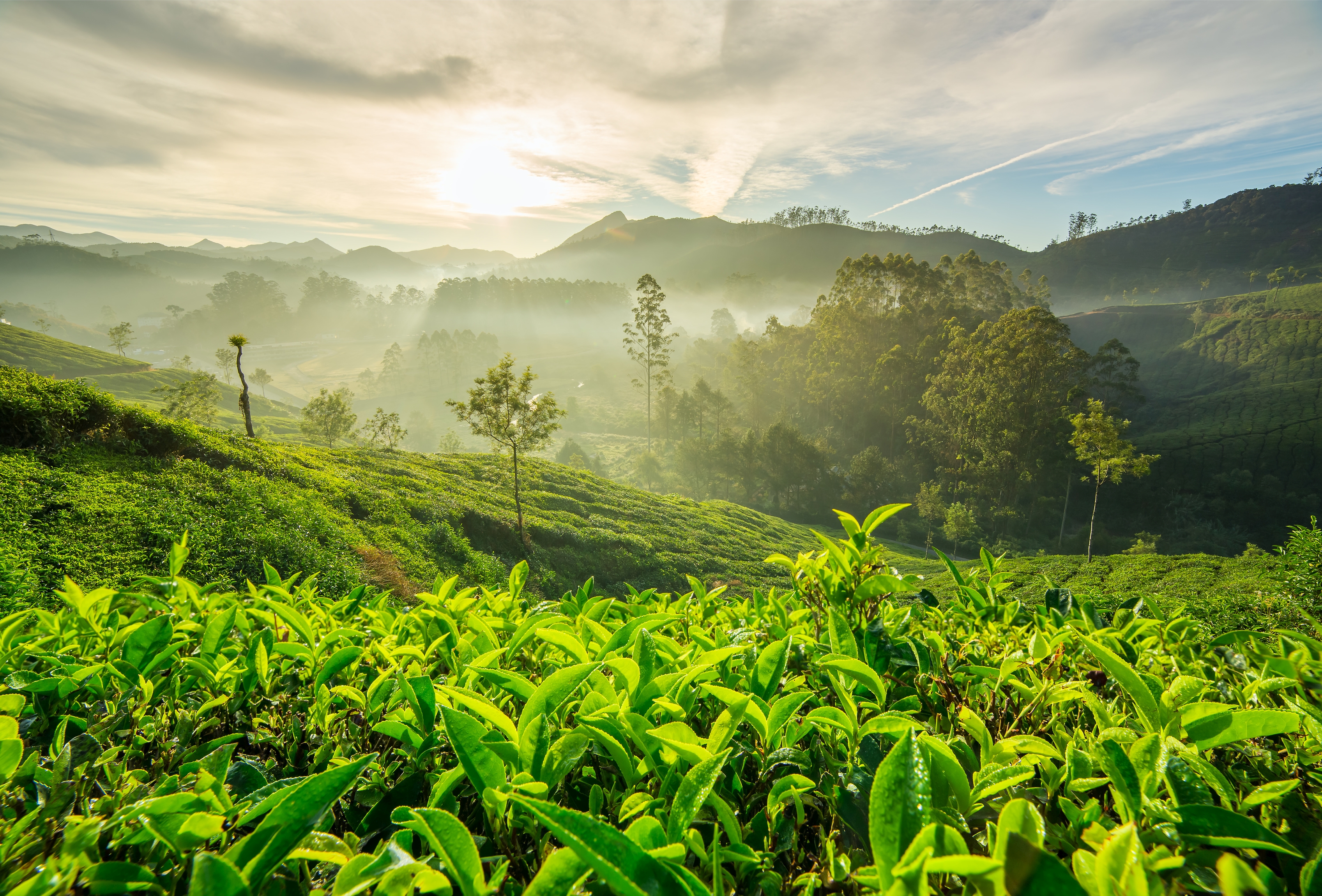 Die Sonne geht über den grünen Teeplantagen in Munnar in Kerala (Indien) auf